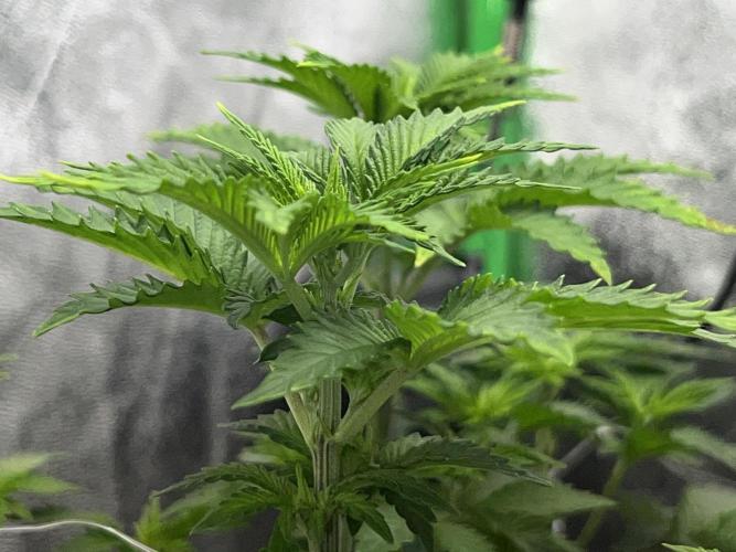 Ryu & Ken - Training Partners. Week 6