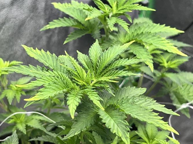 Ryu & Ken - Training Partners. Week 6 - Overall beautiful and healthy