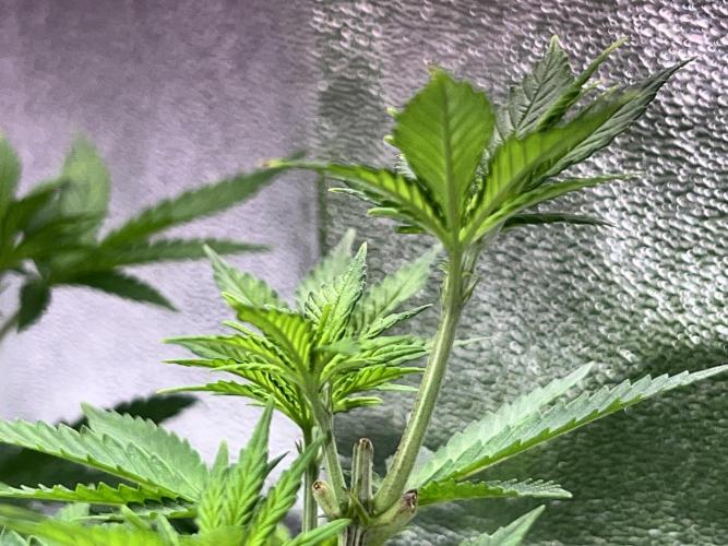 Ryu & Ken - Training Partners. Week 6