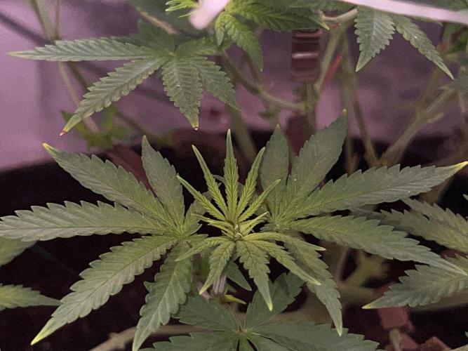 Ryu & Ken - Training Partners. Week 6