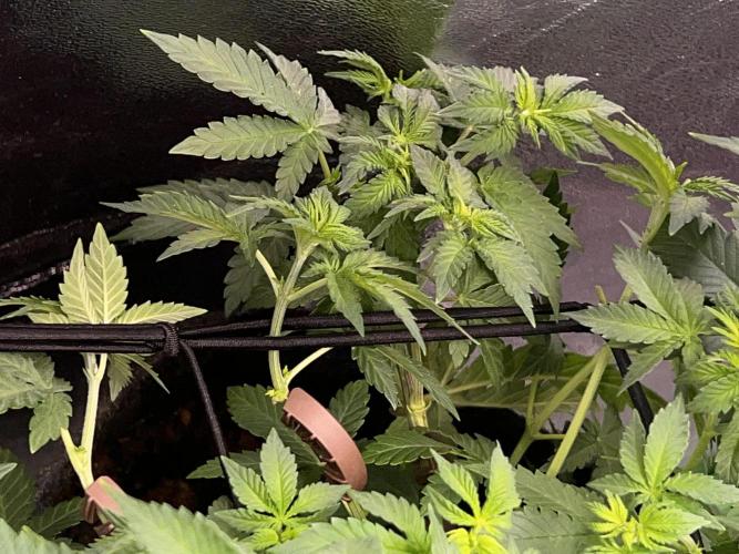 Ryu & Ken - Training Partners. Week 6