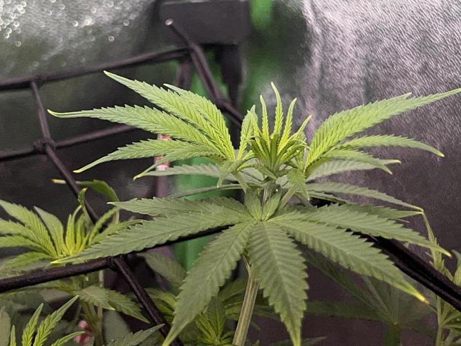 Ryu & Ken - Training Partners. Week 6