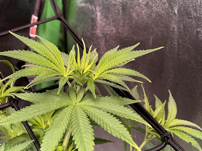 Ryu & Ken - Training Partners. Week 6