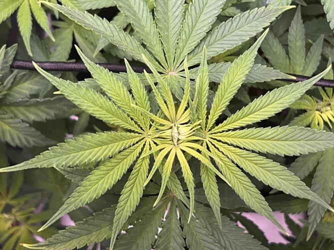 Ryu & Ken - Training Partners. Week 6