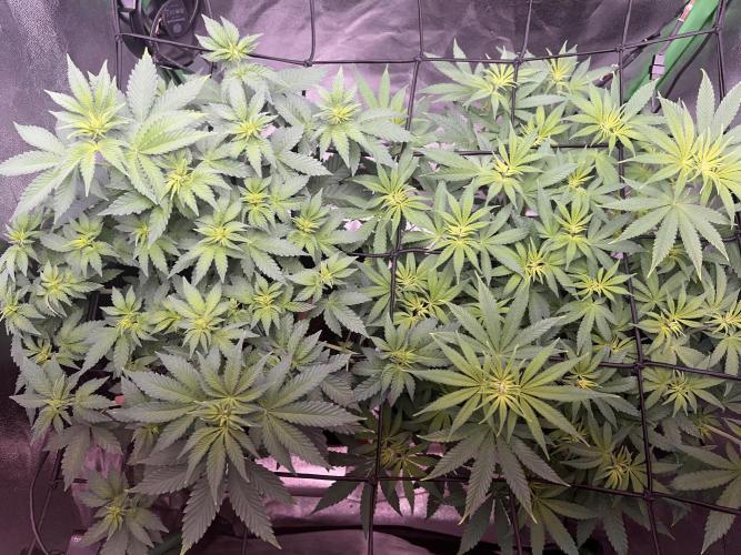 Ryu & Ken - Training Partners. Week 6