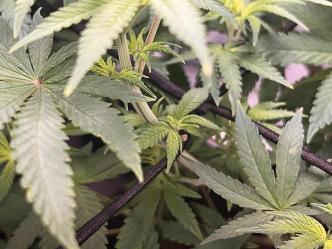 Ryu & Ken - Training Partners. Week 6