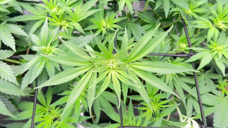 Ryu & Ken - Training Partners