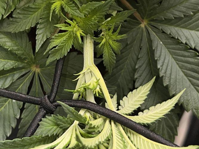 Ryu & Ken - Training Partners. Week 7 - This will be the last one. I promise!!