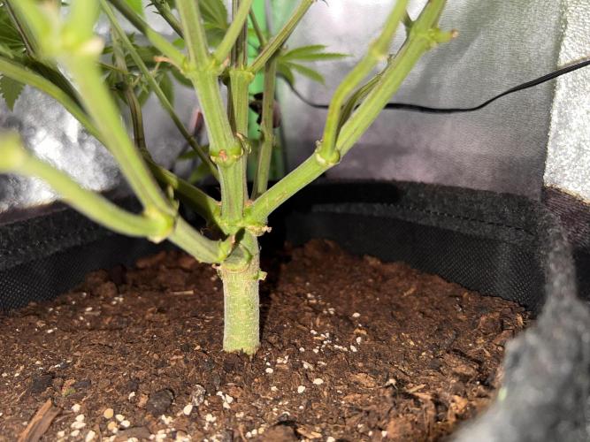 Ryu & Ken - Training Partners. Week 7