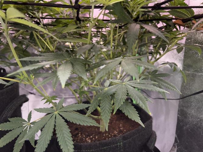 Ryu & Ken - Training Partners. Week 7