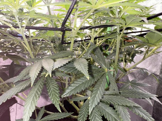 Ryu & Ken - Training Partners. Week 7