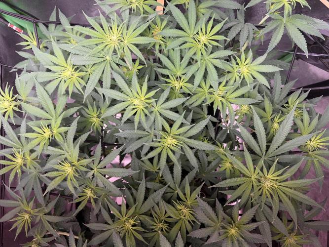 Ryu & Ken - Training Partners. Week 7