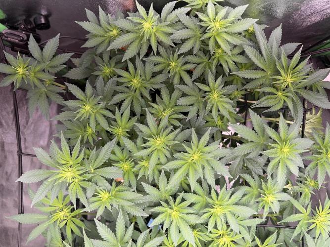 Ryu & Ken - Training Partners. Week 7