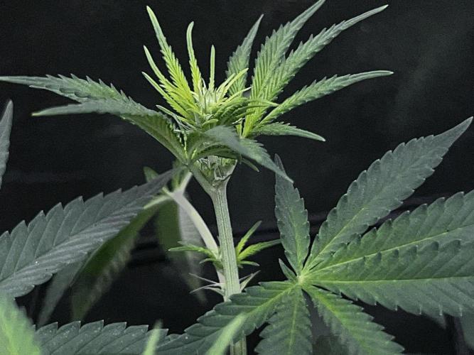 Ryu & Ken - Training Partners. Week 7 - Have you become very hairy recently or are you just happy to see me?