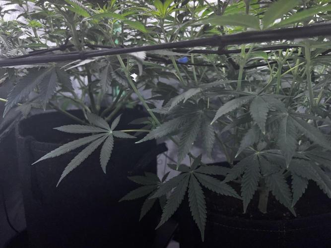 Ryu & Ken - Training Partners. Week 7