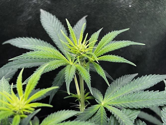 Ryu & Ken - Training Partners. Week 7