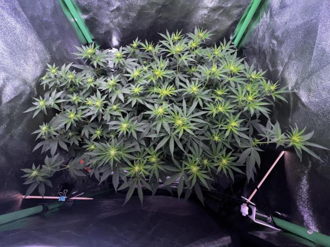 Ryu & Ken - Training Partners. Week 7