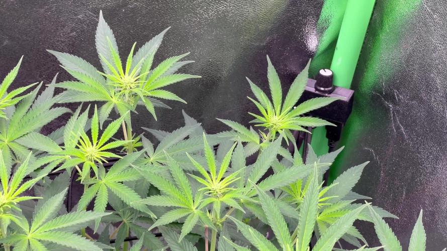 Ryu & Ken - Training Partners