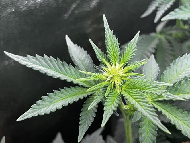 Ryu & Ken - Training Partners. Week 7