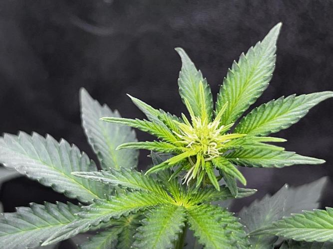 Ryu & Ken - Training Partners. Week 7