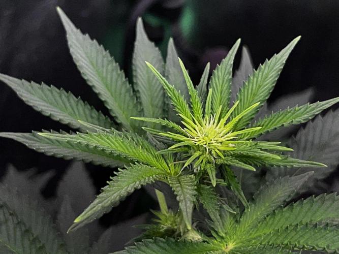 Ryu & Ken - Training Partners. Week 7