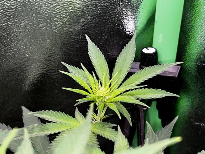 Ryu & Ken - Training Partners. Week 7