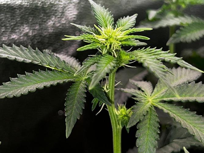 Ryu & Ken - Training Partners. Week 7