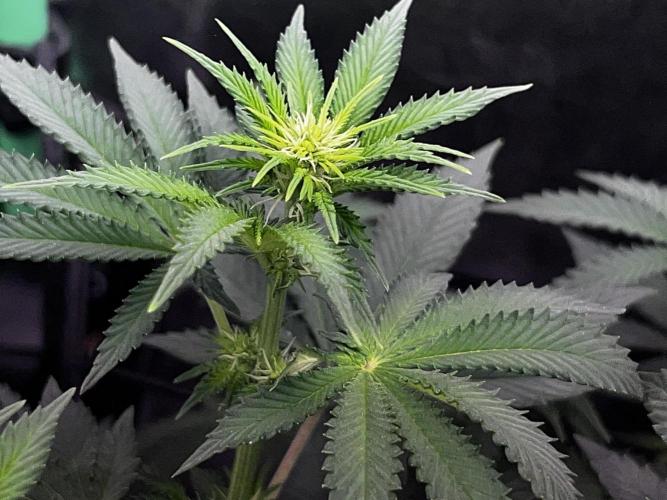 Ryu & Ken - Training Partners. Week 7