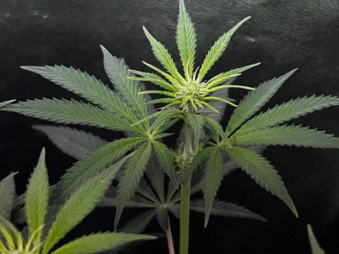 Ryu & Ken - Training Partners. Week 7