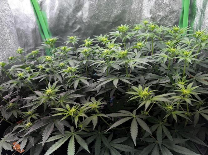 Ryu & Ken - Training Partners. Week 7