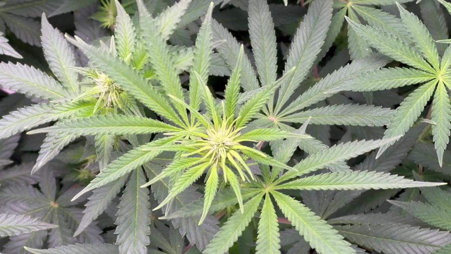 Ryu & Ken - Training Partners