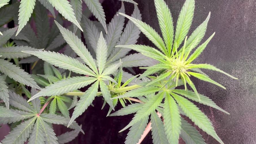 Ryu & Ken - Training Partners