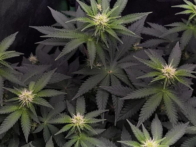 Ryu & Ken - Training Partners. Week 8