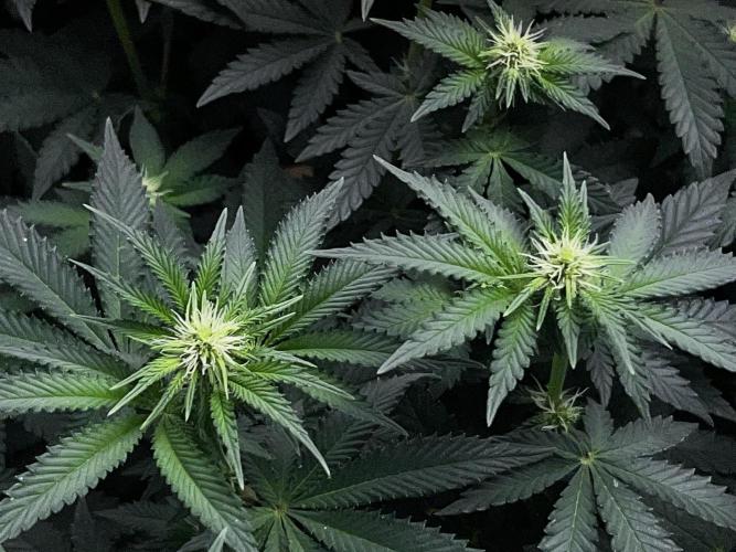 Ryu & Ken - Training Partners. Week 8