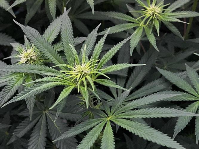 Ryu & Ken - Training Partners. Week 8