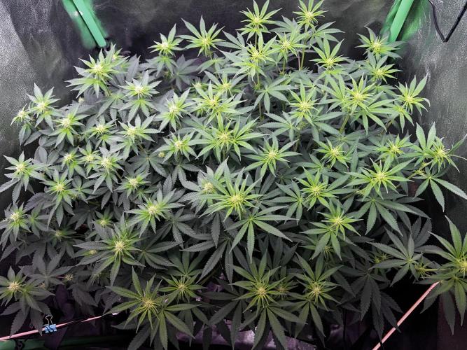 Ryu & Ken - Training Partners. Week 8