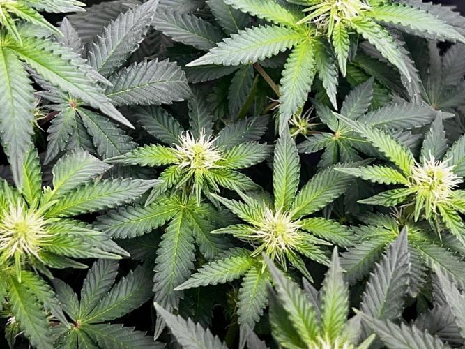 Ryu & Ken - Training Partners. Week 8