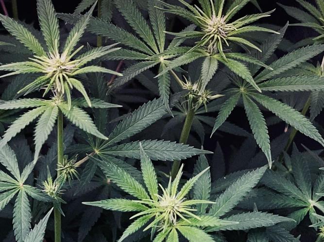 Ryu & Ken - Training Partners. Week 8