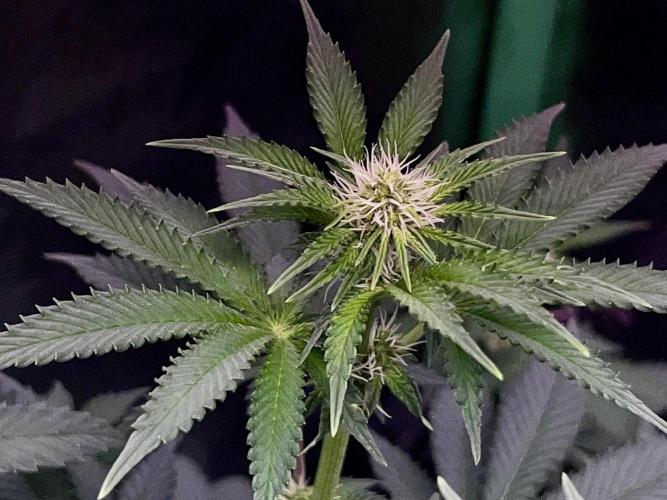 Ryu & Ken - Training Partners. Week 8