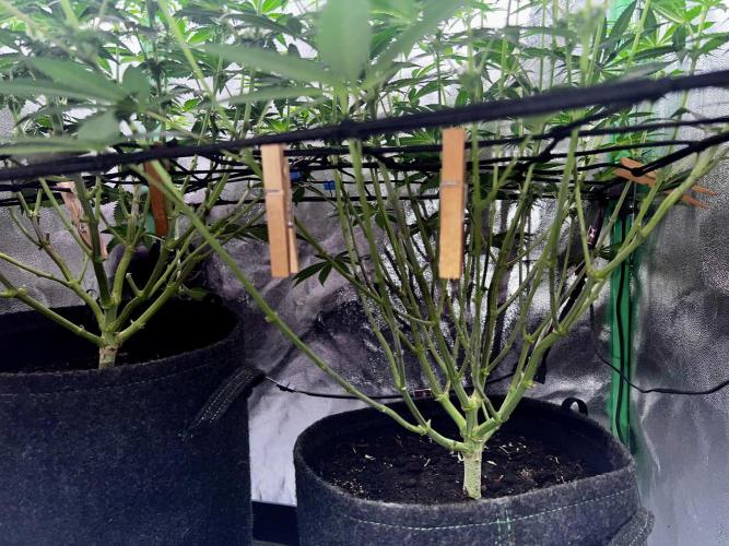 Ryu & Ken - Training Partners. Week 8