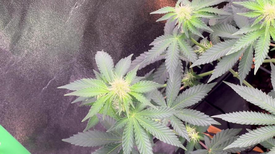 Ryu & Ken - Training Partners