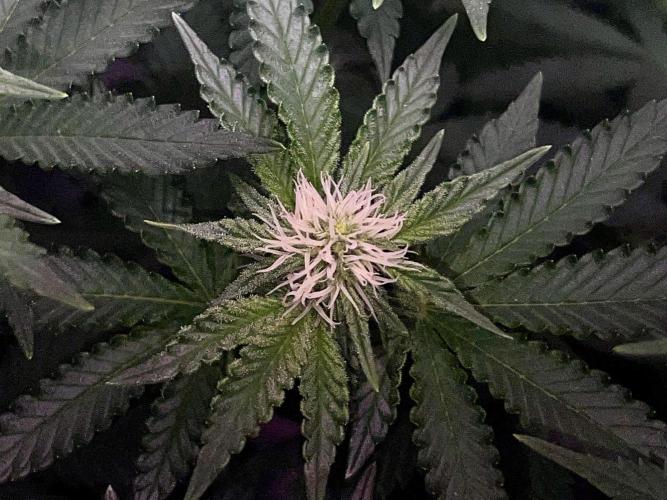 Ryu & Ken - Training Partners. Week 8 - It’s getting cold in here. So put on all your clothes.