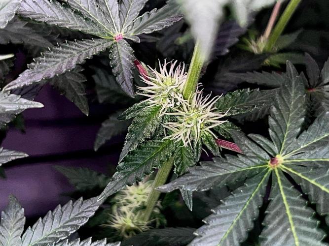 Ryu & Ken - Training Partners. Week 8 - I am so cold. I wanna put my clothes on.