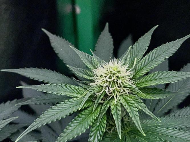 Ryu & Ken - Training Partners. Week 8