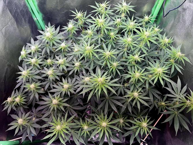 Ryu & Ken - Training Partners. Week 8