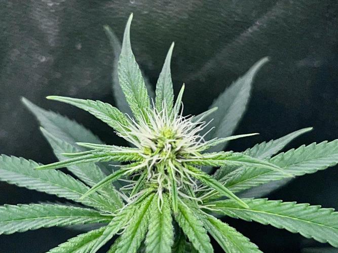 Ryu & Ken - Training Partners. Week 8