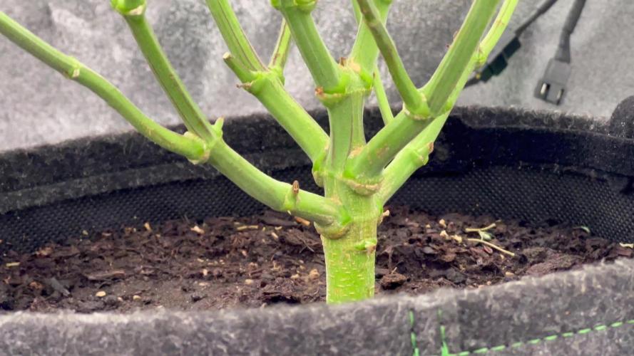 Ryu & Ken - Training Partners