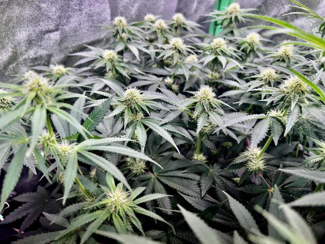 Ryu & Ken - Training Partners. Week 9