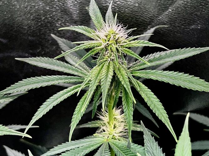 Ryu & Ken - Training Partners. Week 9