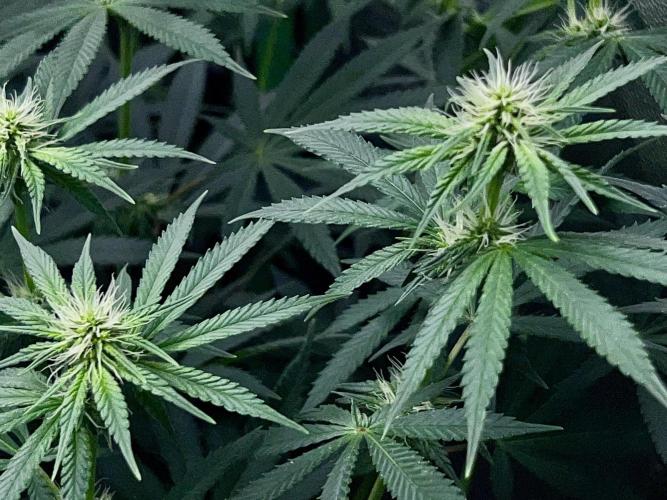 Ryu & Ken - Training Partners. Week 9